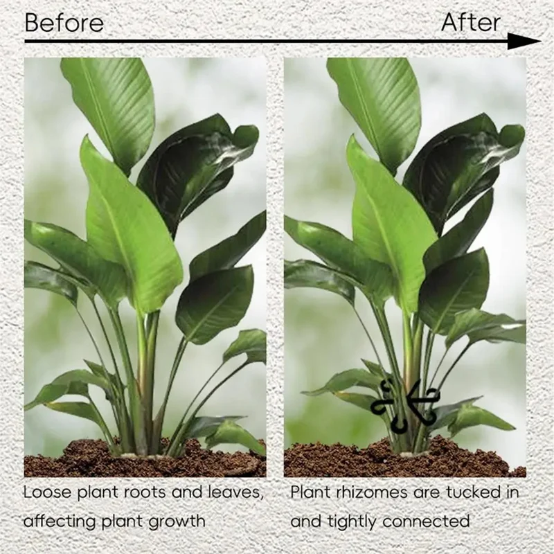Alocasia Monstera Yaprak Deste - Variegated Monstera Node incelemesi ve fiyatı