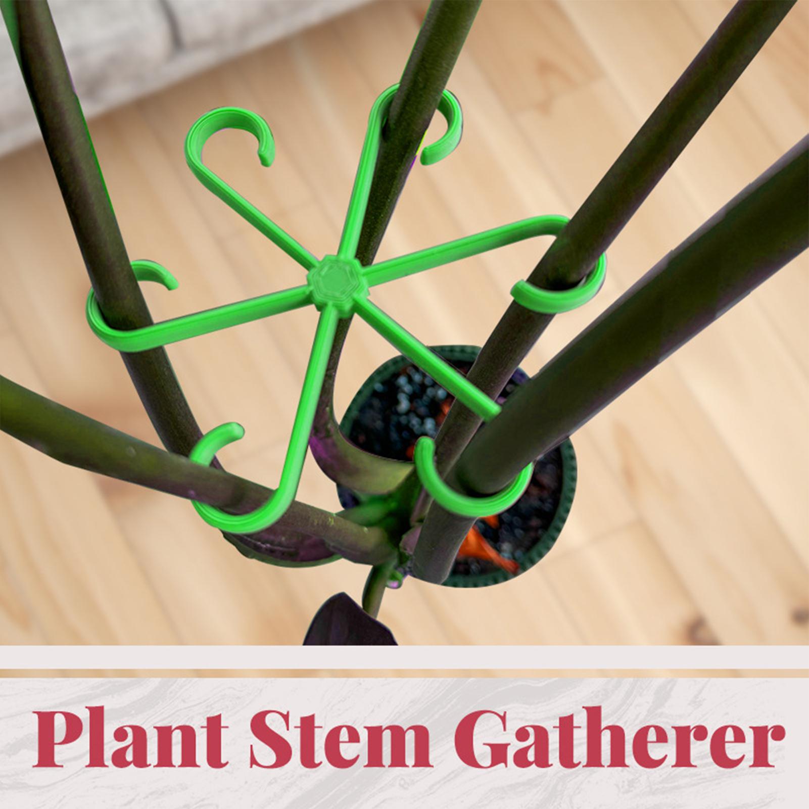 4 adet bitkiler kök destek kli - Variegated Monstera Node incelemesi ve fiyatı