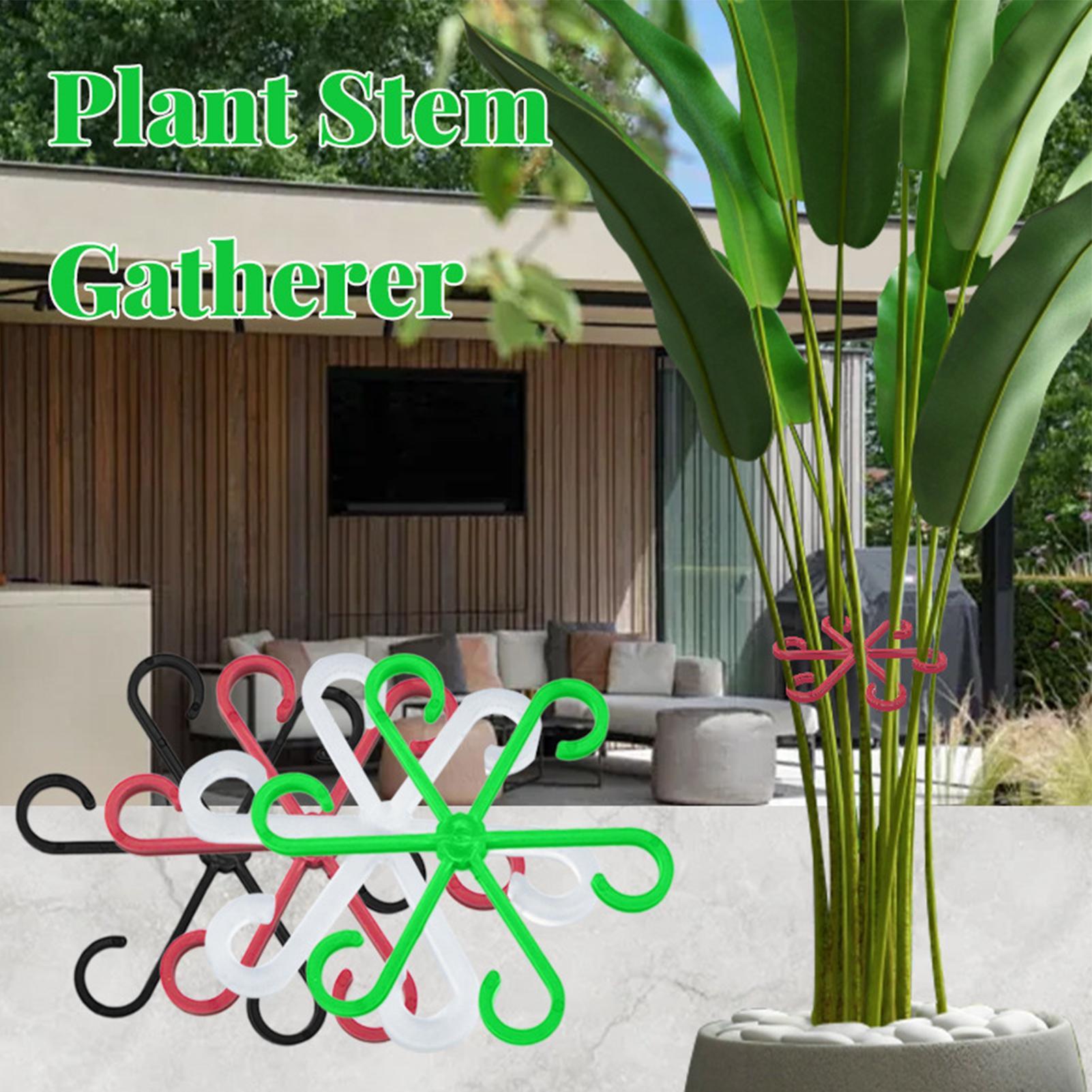 4 adet bitkiler kök destek kli - Variegated Monstera Node incelemesi ve fiyatı