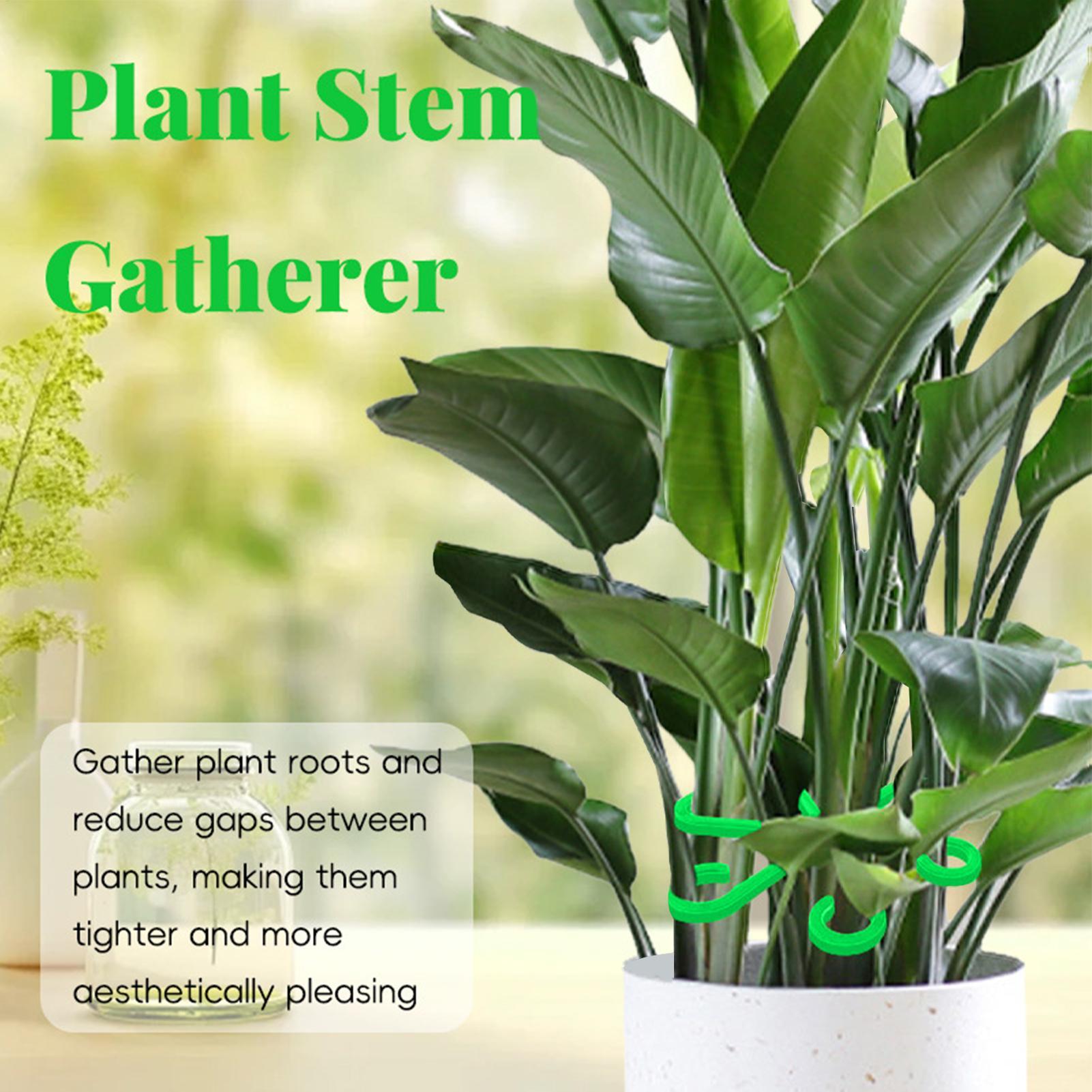 4 adet bitkiler kök destek kli - Variegated Monstera Node incelemesi ve fiyatı